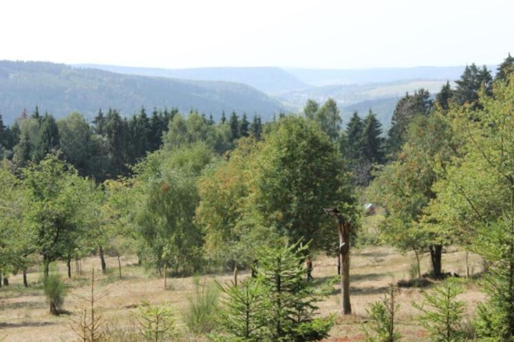 Gartenhaus - Dietzhaeuschen Suhl Exterior foto